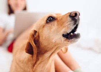 How to Train Your Dog Not to Bark