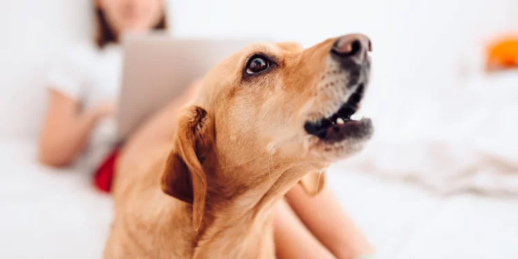 How to Train Your Dog Not to Bark