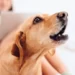 How to Train Your Dog Not to Bark