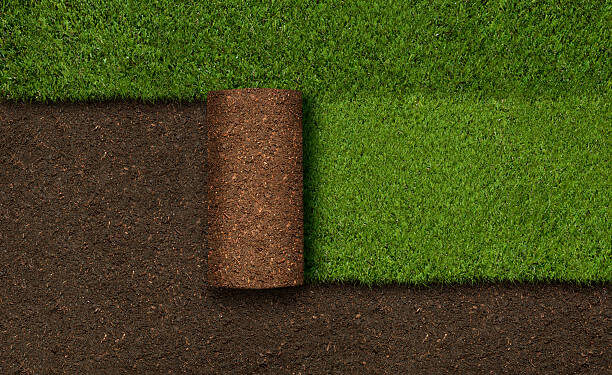 Places where you can use Emerald Zoysia grass