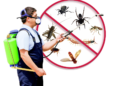 Insect Control Solutions – What They Do and Why You Must Make use of Them