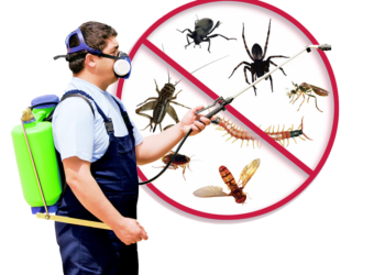 Insect Control Solutions – What They Do and Why You Must Make use of Them