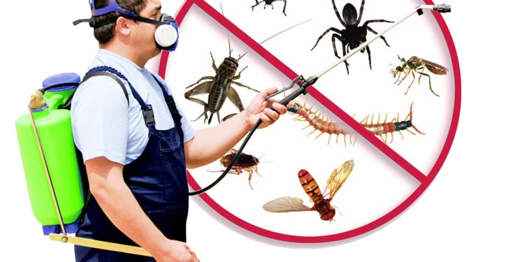Insect Control Solutions – What They Do and Why You Must Make use of Them