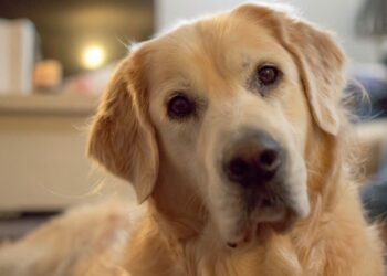 Toy Australian Shepherd FAQ