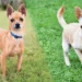 rat terrier