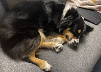 Australian Shepherd sleeping positions