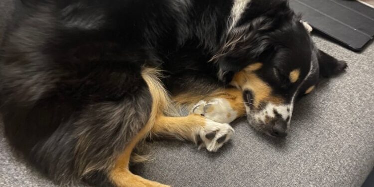 Australian Shepherd sleeping positions