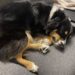 Australian Shepherd sleeping positions