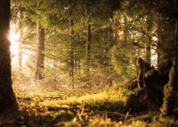 Sun Shade Sails: Different Types & Benefits for Combating Heat with Elegance & Style