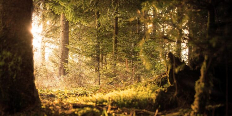 Sun Shade Sails: Different Types & Benefits for Combating Heat with Elegance & Style