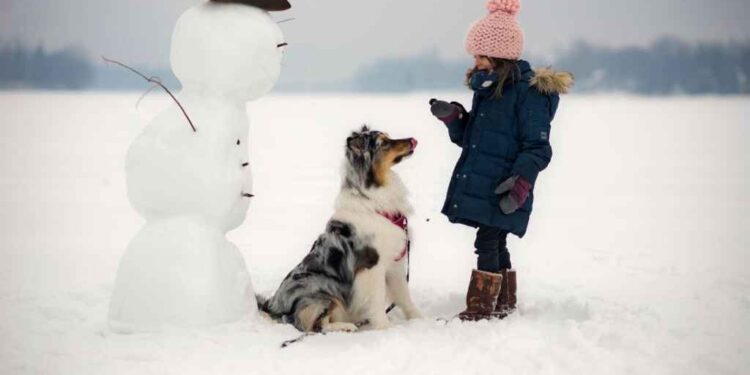 Are Australian Shepherds good with kids