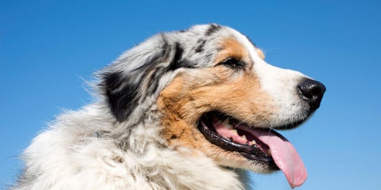 Do Australian Shepherds drool