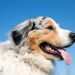 Do Australian Shepherds drool