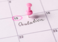 ovulation