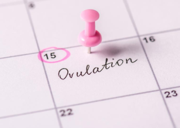 ovulation