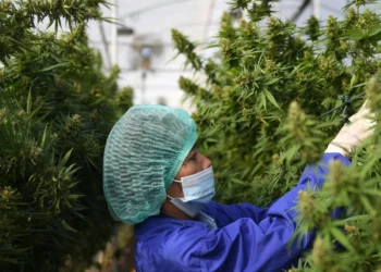 Cannabis Clinic in Australia