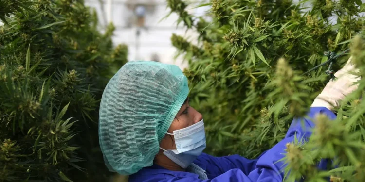 Cannabis Clinic in Australia