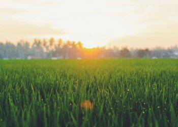 Right Grass For Your Lawn