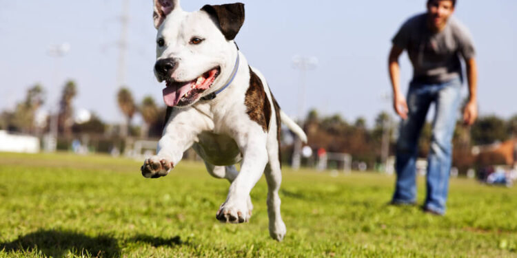 The Most Dog-Friendly Cities in Canada