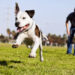 The Most Dog-Friendly Cities in Canada