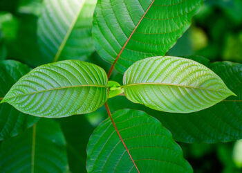Kratom Legality In The United States – Details About Rules And Laws
