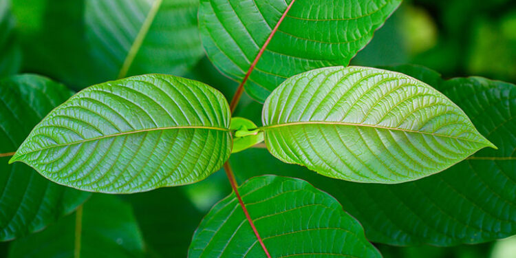 Kratom Legality In The United States – Details About Rules And Laws