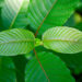 Kratom Legality In The United States – Details About Rules And Laws