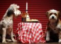 Activities To Do With Your Four Legged Friends