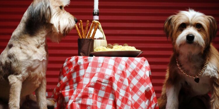 Activities To Do With Your Four Legged Friends