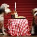 Activities To Do With Your Four Legged Friends