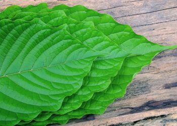 What Happens When You Take Green Dragon Kratom With Alcohol?