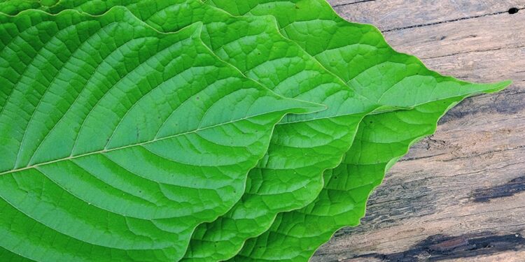 What Happens When You Take Green Dragon Kratom With Alcohol?