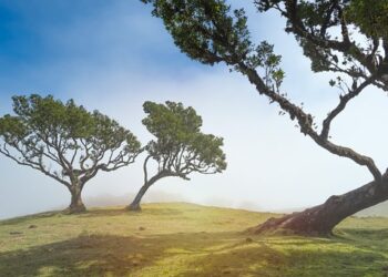 Navigating the New Zealand Visa Application Process: Tips to Get You Started