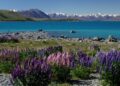 Kuwaiti and Latvian Nationals Traveling to New Zealand