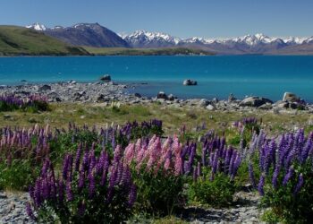 Kuwaiti and Latvian Nationals Traveling to New Zealand