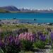 Kuwaiti and Latvian Nationals Traveling to New Zealand