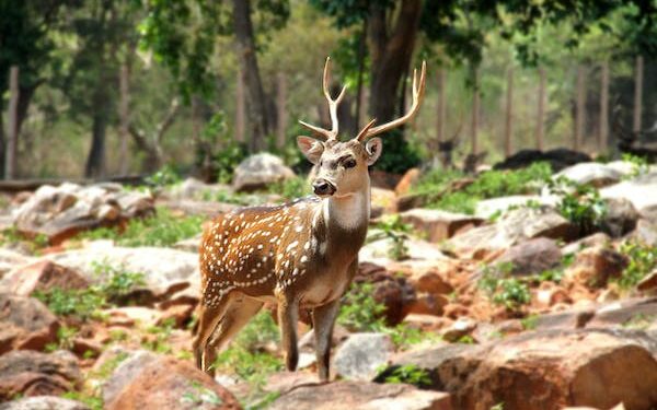 The Ultimate Guide to Canada Visa for Irish and Luxembourgish Citizens