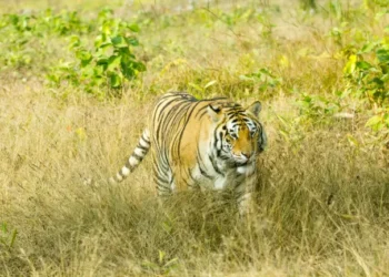 India Visa Essentials for Albanian and Bolivian Citizens