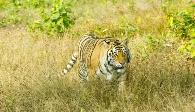 India Visa Essentials for Albanian and Bolivian Citizens