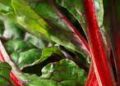 Optavia Vegetable Conversion
