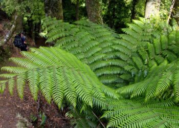 NZETA Eligibility and Understanding What NZETA Is