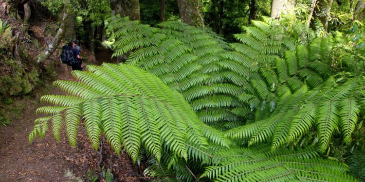 NZETA Eligibility and Understanding What NZETA Is