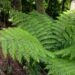 NZETA Eligibility and Understanding What NZETA Is