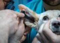Goddard Veterinary Group on Lower Road Chalfont Saint Peter and Gerrards Cross