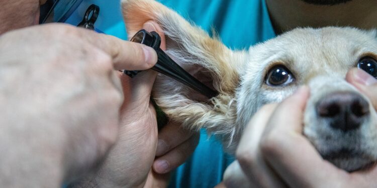 Goddard Veterinary Group on Lower Road Chalfont Saint Peter and Gerrards Cross