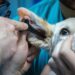 Goddard Veterinary Group on Lower Road Chalfont Saint Peter and Gerrards Cross
