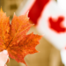 Navigating the Maple Leaf Path A Guide to Securing Your Canada Visa from the Bahamas