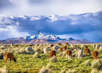 How Can Citizens of Bolivia and Colombia Obtain an Indian Visa?