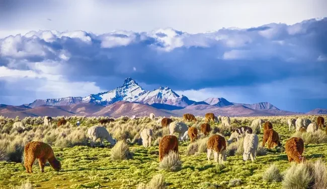 How Can Citizens of Bolivia and Colombia Obtain an Indian Visa?