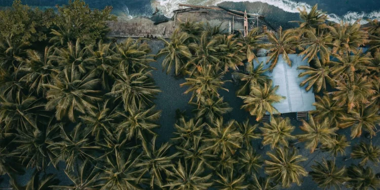 A Comprehensive Guide to Obtaining an Indian Visa for Papua New Guinean Citizens